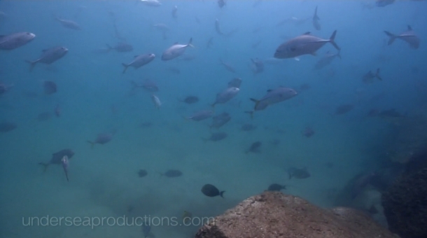 The T-Curve Revolution Bluewater Travel LT Spin 703 matched up with a Saragosa SW 5000 spinning reel proved the ideal set up for casting lures to medium-sized pelagics such as this Kimberley queenfish.